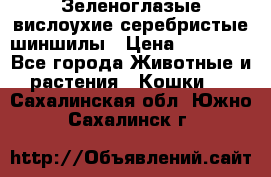 Зеленоглазые вислоухие серебристые шиншилы › Цена ­ 20 000 - Все города Животные и растения » Кошки   . Сахалинская обл.,Южно-Сахалинск г.